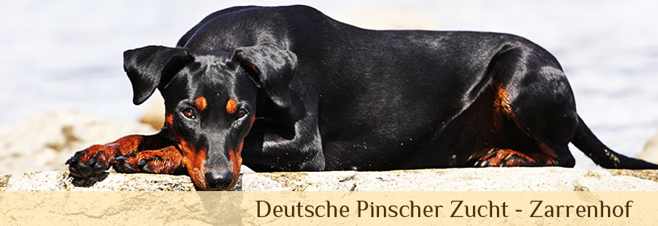 Deutsche Pinscher